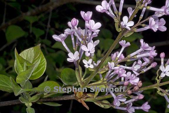 syringa oblata 4 graphic